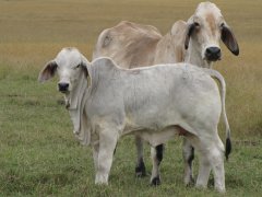 Glengarry Miss Recluse 1332 & calf y7x2155