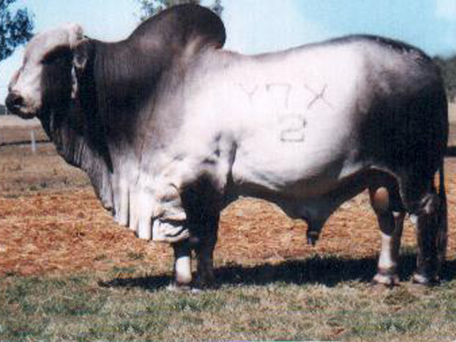 GlengarryBandit-Junior-champion-bull-beef-1994a.jpg