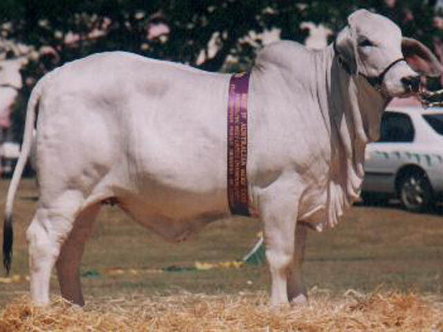 glengarry-crystal-408-calf-champion-beef-1997a.jpg