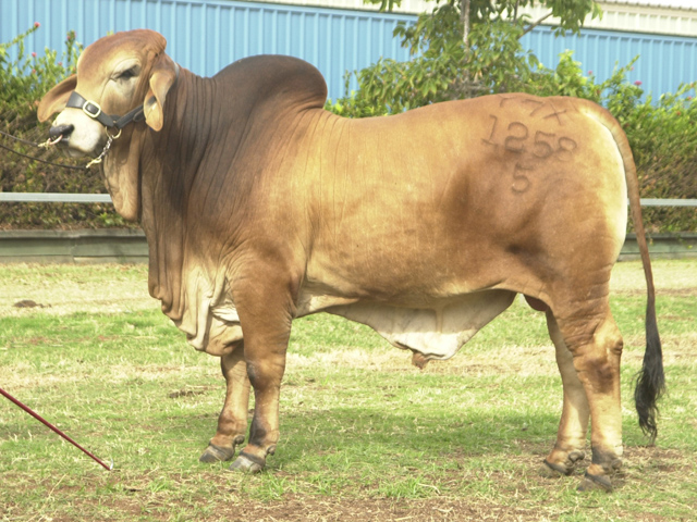 Glengarry Red Ransom Reserve Calf Champion Beef 2006
