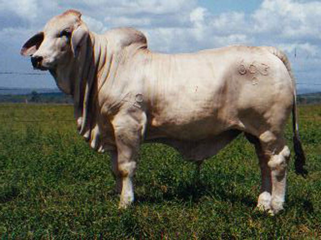 glengarry-roadster-calf-champion-bull-beef-200a.jpg