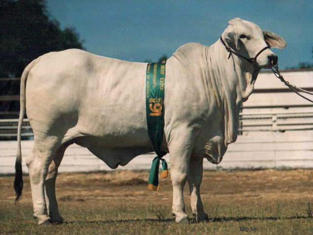 glengarry-tallulah-reserve-junior-champion-female-beef-1991a.jpg