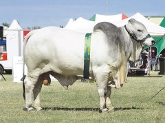 glengarry-gungallan-reserve-junior-champion-bull-beef-2003a.jpg