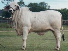 glengarry-miss-whitney-439-reserve-calf-champion-beef-1997a.jpg