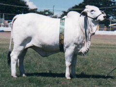 glengarry-teacher-389-reserve-junior-champion-beef-1997a.jpg