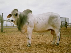 Glengarry Tycoon Reserve Calf Champion