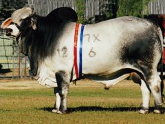 glengarry-waco-reserve-junior-champion-bull-beef-1997a.jpg