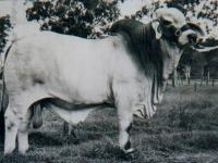 GLengarry Sire Bravo