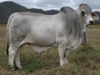 LOT 180 - Glengarry G Marcello Manso 190 (H)