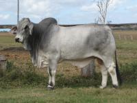 LOT 181 - Glengarry G Sorento 186 (H)