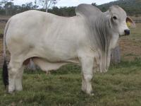 LOT 415 - Glengarry Rascal 2121 (H)