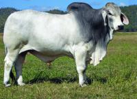 LOT 413 - Glengarry Slammer Manso 2107 (AI) (ET) (